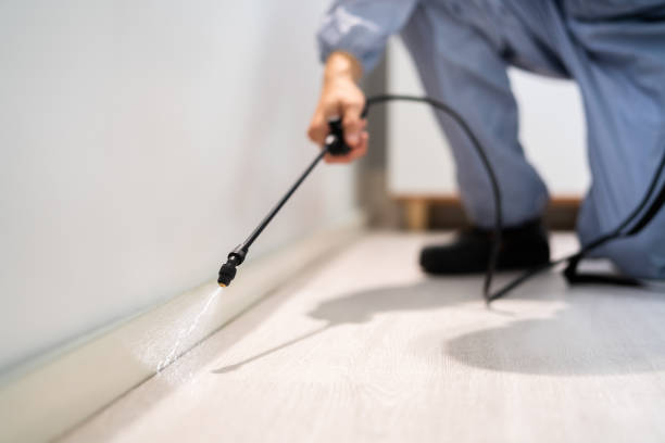 Licensed Ant Control service in Washington, DC - Show Me Pest Control